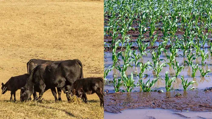Cows grazing and a flooded field of crops