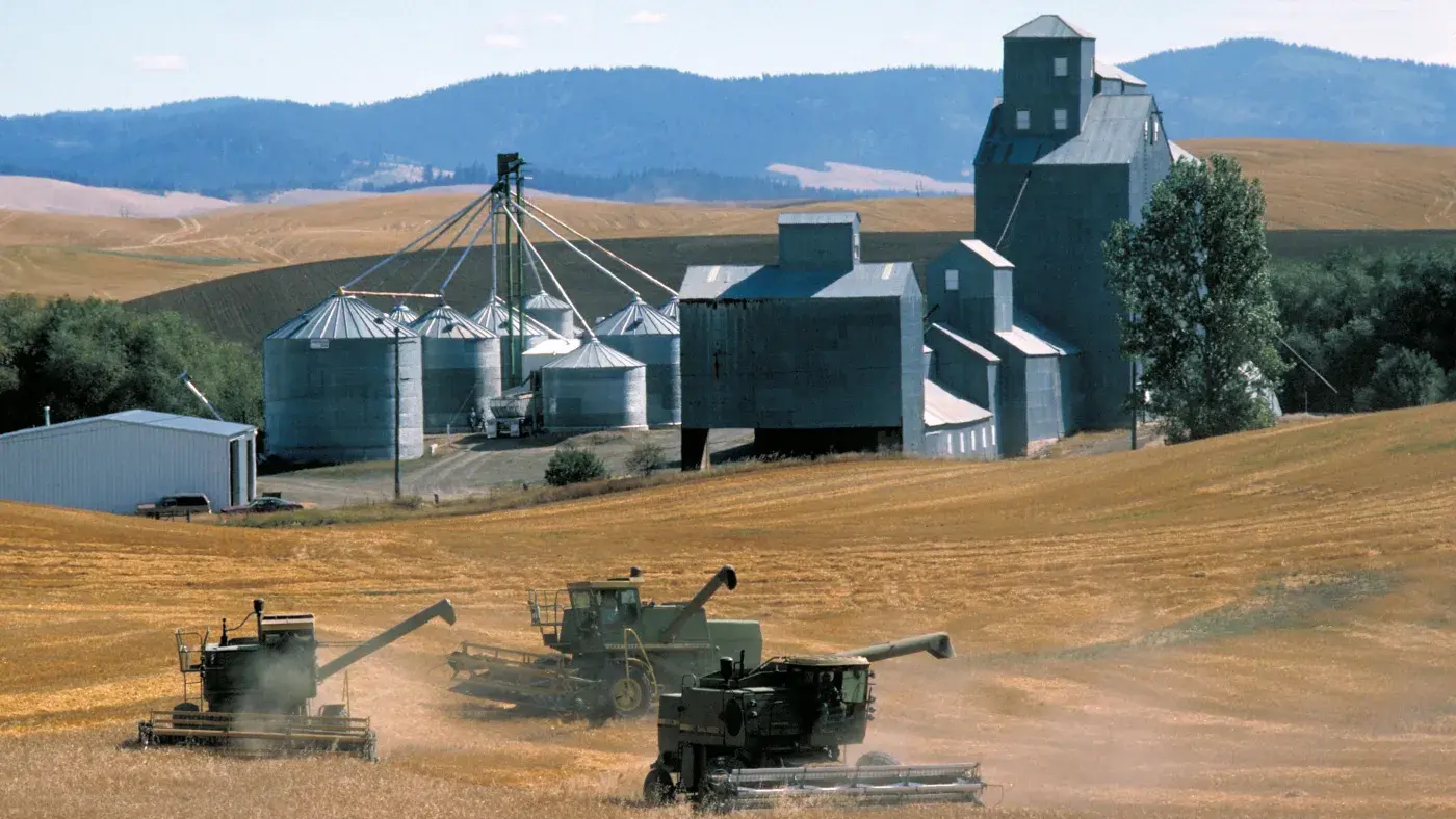 Three combine harvesters work side by side in a vast golden wheat field under a clear blue sky